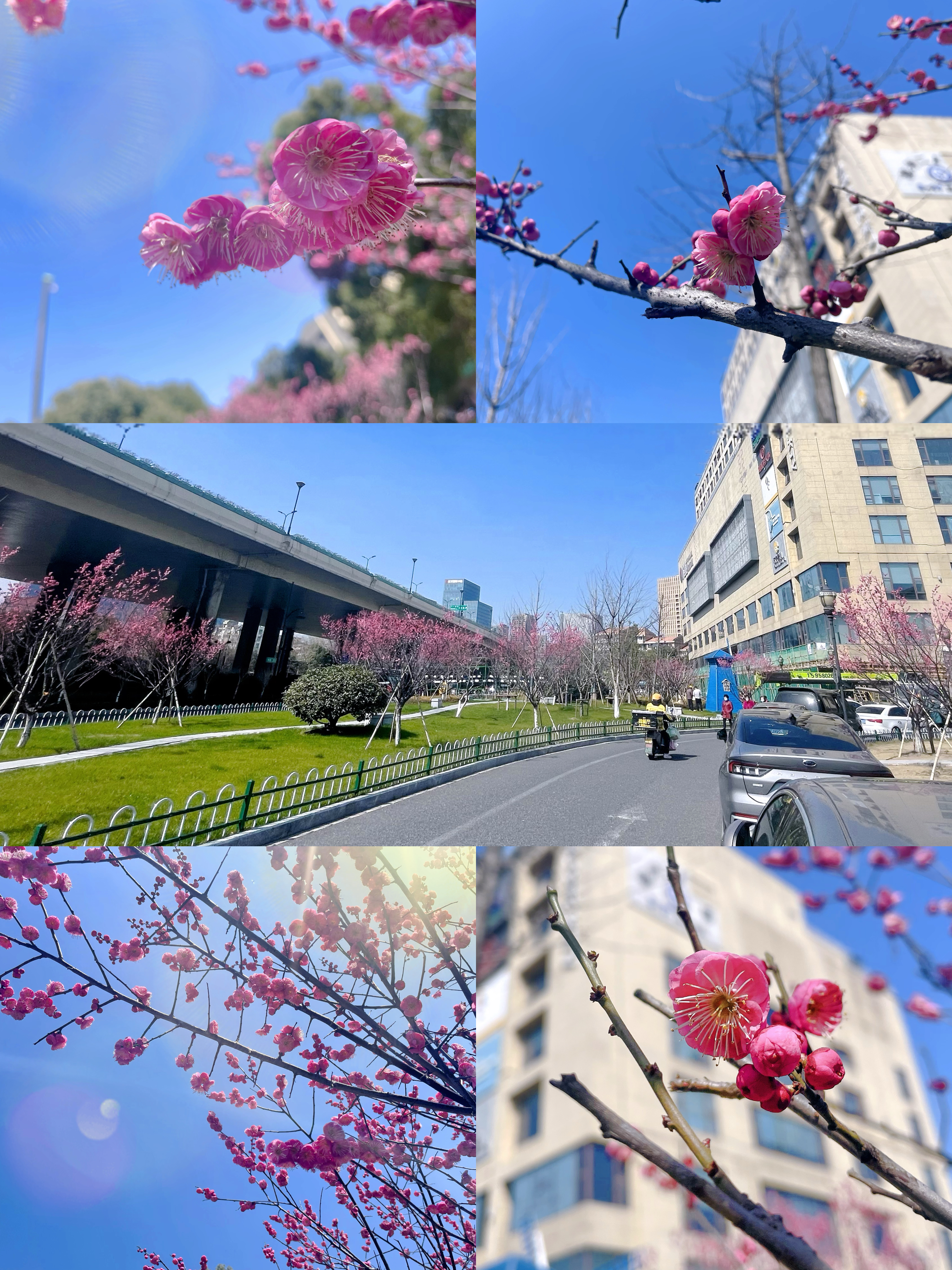 梅花香自苦寒來，向陽開放活力滿