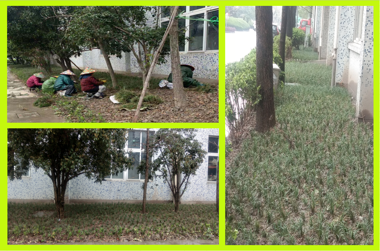 種植綠化，美化壞境